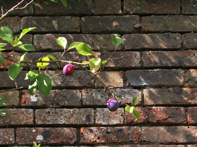 Damsons grow beside the old walled garden at Ends Place, Sussex.  The house was demolished in the 1980s.