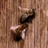 Honeybees are nesting in the old churchdoor. Out of the strong came forth sweetness.