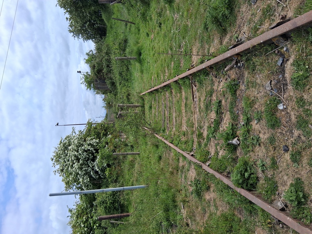 Ridham Marshes, Kent, Summer 2025.